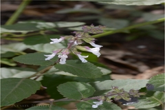 Orthosiphon pallidus